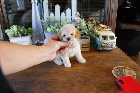 成約済の埼玉県のトイプードル-55073の2枚目