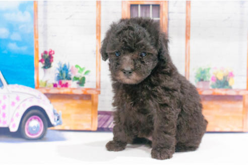 成約済の愛知県のトイプードル-55079の4枚目