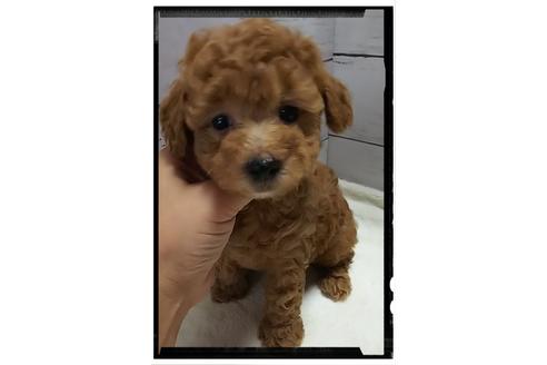 成約済の香川県のタイニープードル-55096の4枚目
