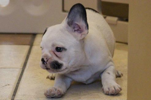 成約済の愛知県のフレンチブルドッグ-53049の4枚目
