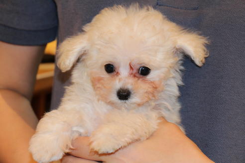 成約済の愛知県のトイプードル-52214の10枚目