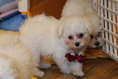 成約済の愛知県のトイプードル-52214の9枚目