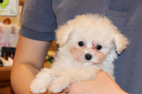 成約済の愛知県のトイプードル-52214の8枚目