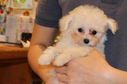 成約済の愛知県のトイプードル-52214の7枚目