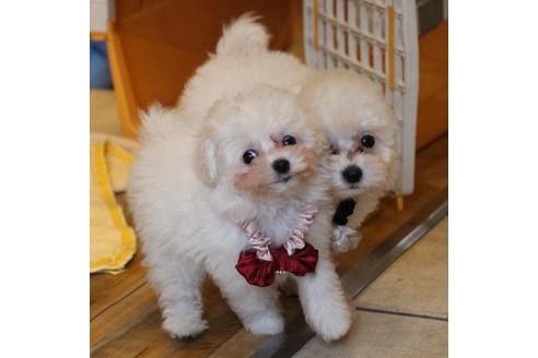 成約済の愛知県のトイプードル-52214の6枚目