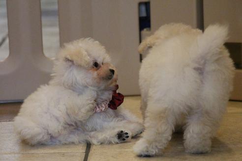 成約済の愛知県のトイプードル-52214の5枚目