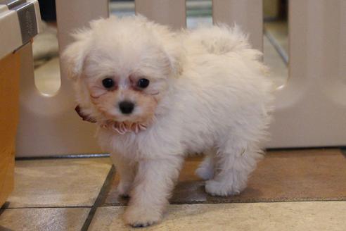 成約済の愛知県のトイプードル-52214の4枚目