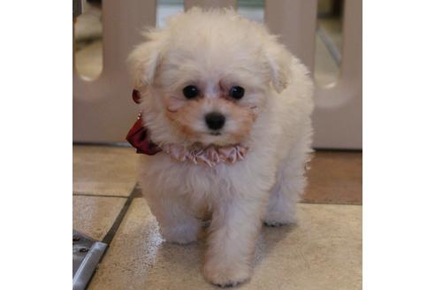 成約済の愛知県のトイプードル-52214の3枚目