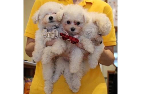 成約済の愛知県のトイプードル-52214の2枚目