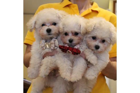 成約済の愛知県のトイプードル-52214の1枚目
