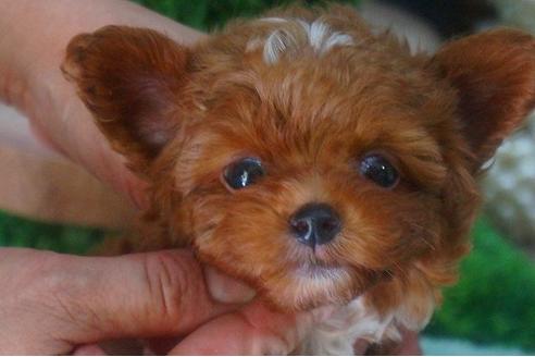 成約済の京都府のチワプー:チワワ×トイプードル-55112の3枚目