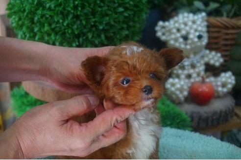 成約済の京都府のチワプー:チワワ×トイプードル-55112の2枚目