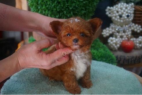 成約済の京都府のチワプー:チワワ×トイプードル-55112の1枚目