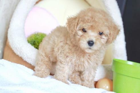 成約済の滋賀県のトイプードル-53189の2枚目