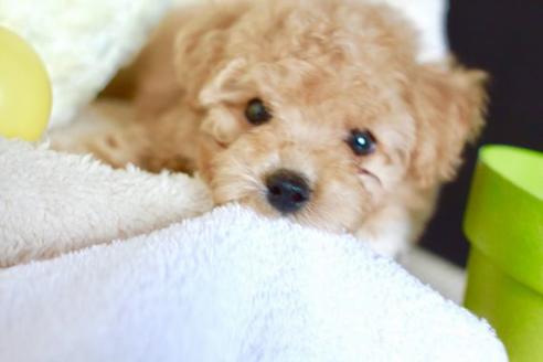 成約済の滋賀県のトイプードル-53189の1枚目