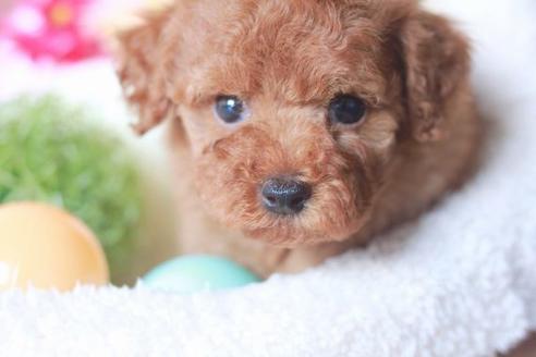 成約済の滋賀県のトイプードル-54363の2枚目