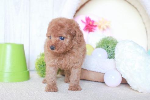 成約済の滋賀県のトイプードル-54363の1枚目