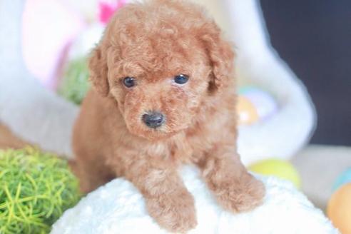 成約済の滋賀県のトイプードル-54364の2枚目