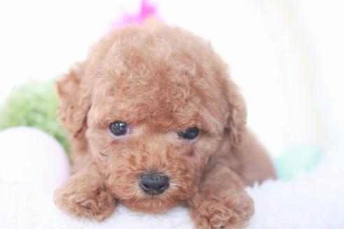 成約済の滋賀県のトイプードル-54364の1枚目