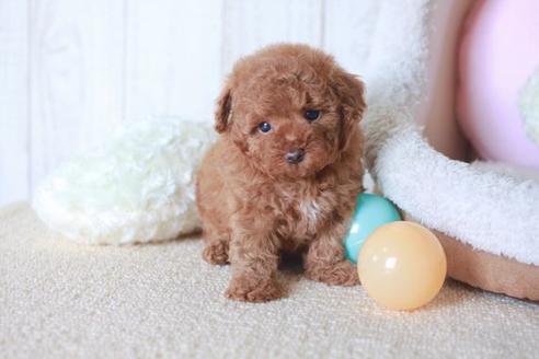 成約済の滋賀県のトイプードル-54390の2枚目