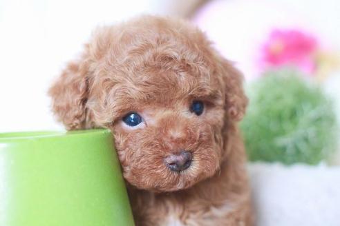 成約済の滋賀県のトイプードル-54390の1枚目