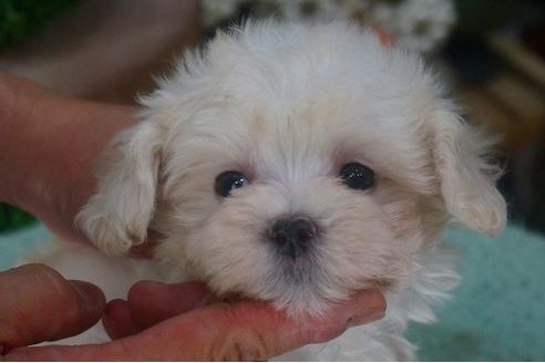 成約済の京都府のマルプー:マルチーズ×トイプードル-55125の3枚目