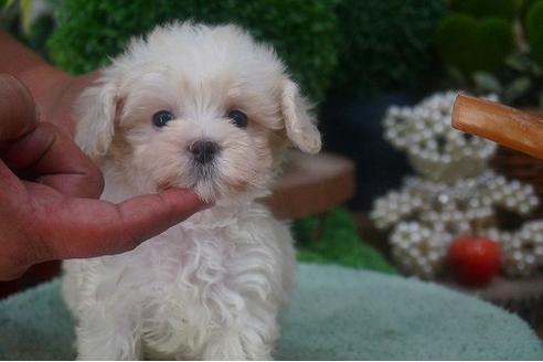 成約済の京都府のマルプー:マルチーズ×トイプードル-55125の2枚目