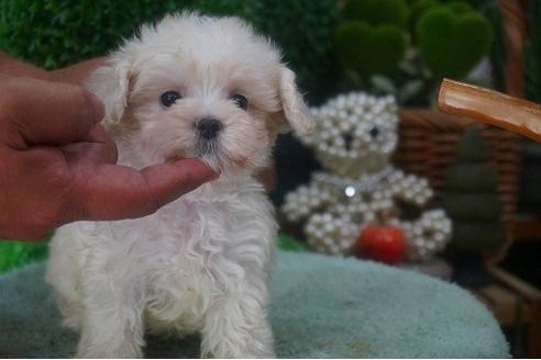 成約済の京都府のマルプー:マルチーズ×トイプードル-55125の1枚目