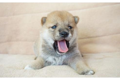 成約済の奈良県の柴犬-55181の5枚目