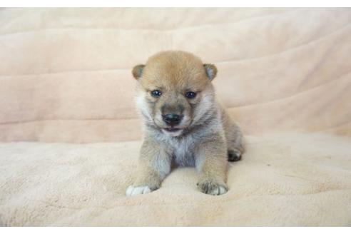 成約済の奈良県の柴犬-55181の4枚目