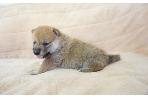 成約済の奈良県の柴犬-55181の3枚目