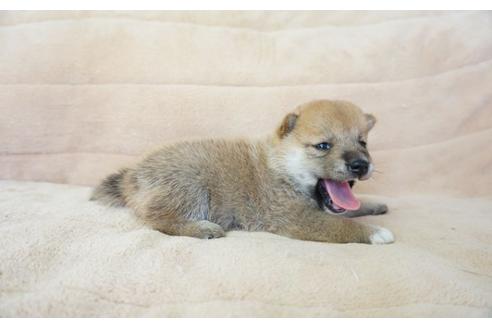 成約済の奈良県の柴犬-55181の2枚目