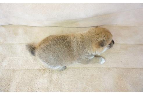 成約済の奈良県の柴犬-55181の1枚目