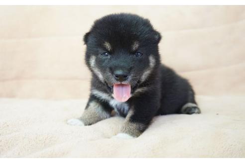 成約済の奈良県の柴犬-55183の5枚目