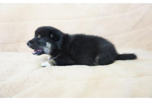 成約済の奈良県の柴犬-55183の3枚目