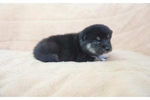 成約済の奈良県の柴犬-55183の2枚目