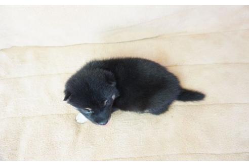 成約済の奈良県の柴犬-55183の1枚目