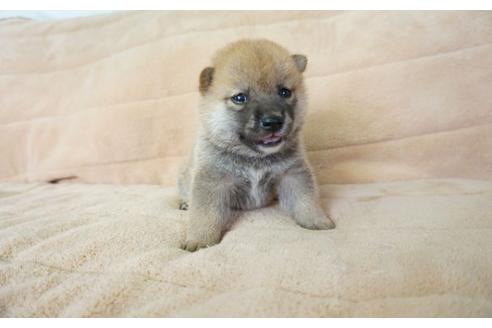 成約済の奈良県の柴犬-55184の5枚目