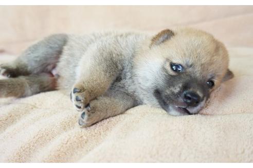 成約済の奈良県の柴犬-55184の4枚目