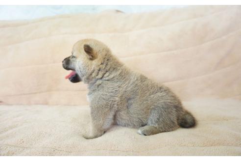 成約済の奈良県の柴犬-55184の3枚目