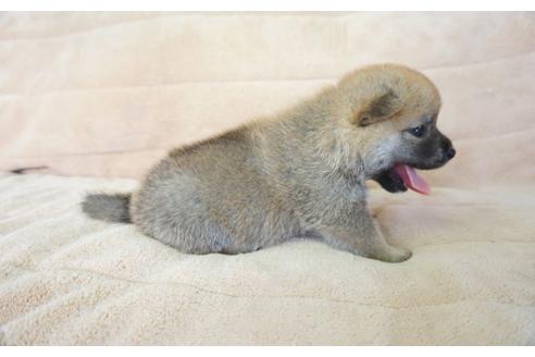 成約済の奈良県の柴犬-55184の2枚目