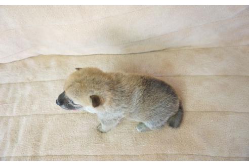成約済の奈良県の柴犬-55184の1枚目