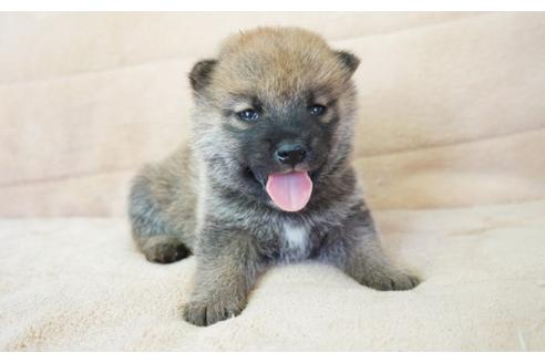 成約済の奈良県の柴犬-55185の5枚目