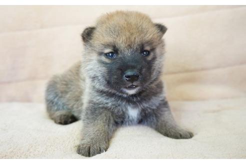 成約済の奈良県の柴犬-55185の4枚目
