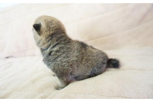 成約済の奈良県の柴犬-55185の2枚目