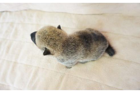 成約済の奈良県の柴犬-55185の1枚目