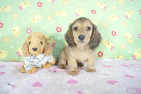 成約済の兵庫県のミニチュアダックスフンド(ロングヘアード)-53945の1枚目