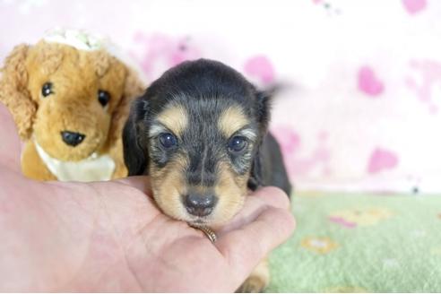 成約済の兵庫県のミニチュアダックスフンド(ロングヘアード)-55189の4枚目