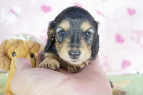 成約済の兵庫県のミニチュアダックスフンド(ロングヘアード)-55189の3枚目