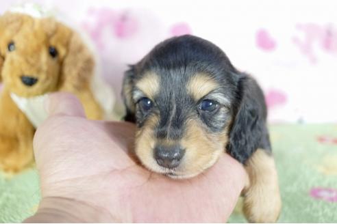 成約済の兵庫県のミニチュアダックスフンド(ロングヘアード)-55189の2枚目